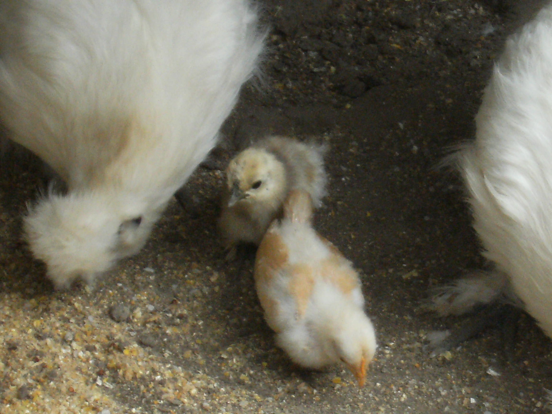 鳥骨鶏　子育て