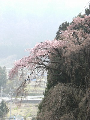 桜