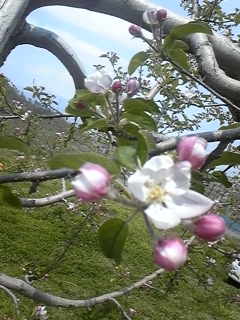 りんごの花　開花2