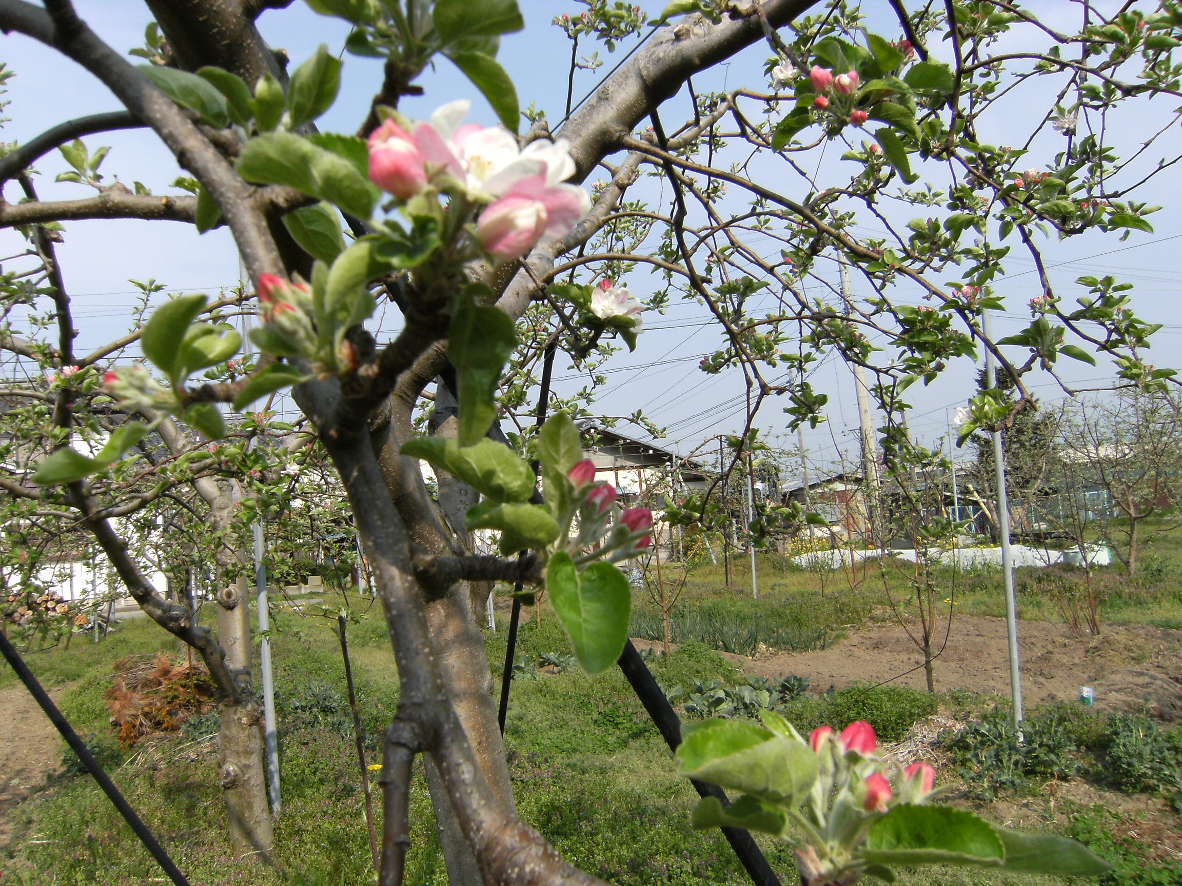 りんごの花