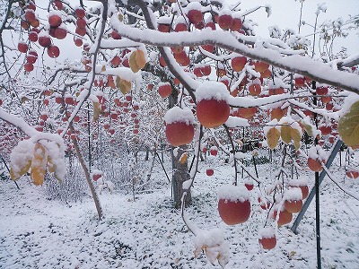 りんご　蜜入りサンふじ　雪かむり